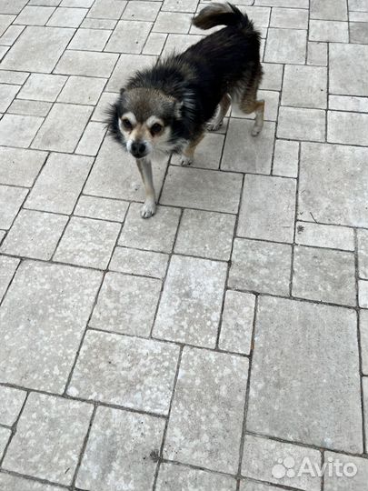 Найдена собака