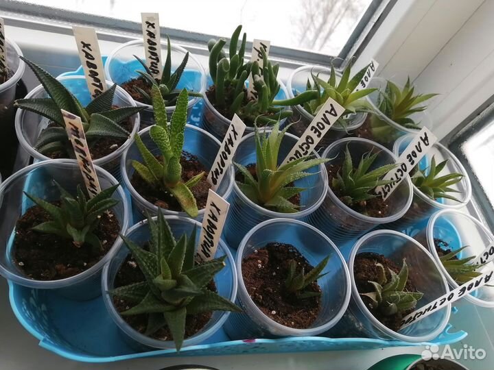 Суккуленты