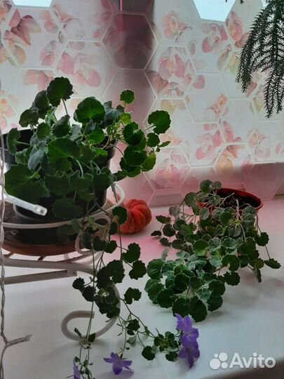 Кампанула жених невеста