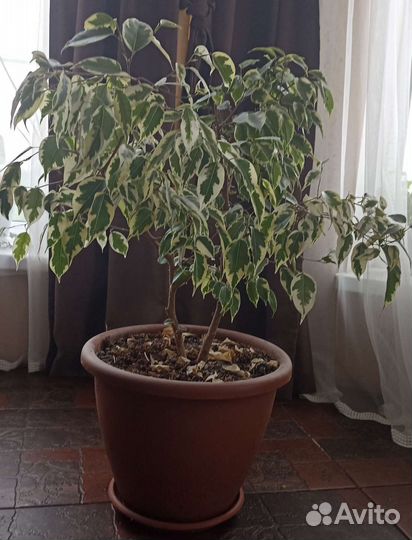 Фикус Бенджамина пестролистный Де Гантель