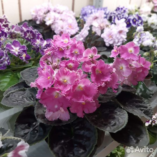 Выставка фиалок