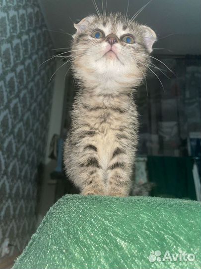 Шотландская