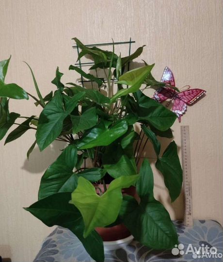 Сингониум,Комнатные цветы