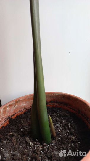 Замиокулькас