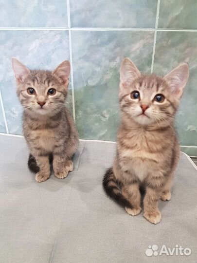 Кошка в дар