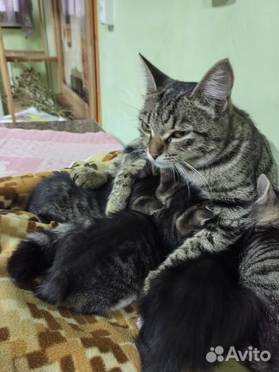 Котики