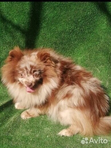 Много красивых шпицов