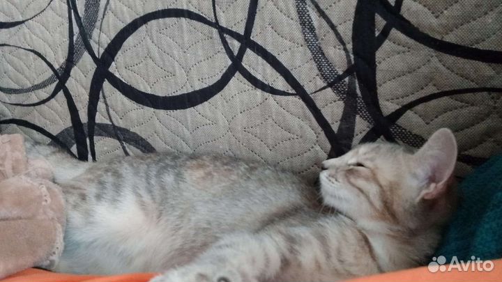 Кошка в дар бесплатно