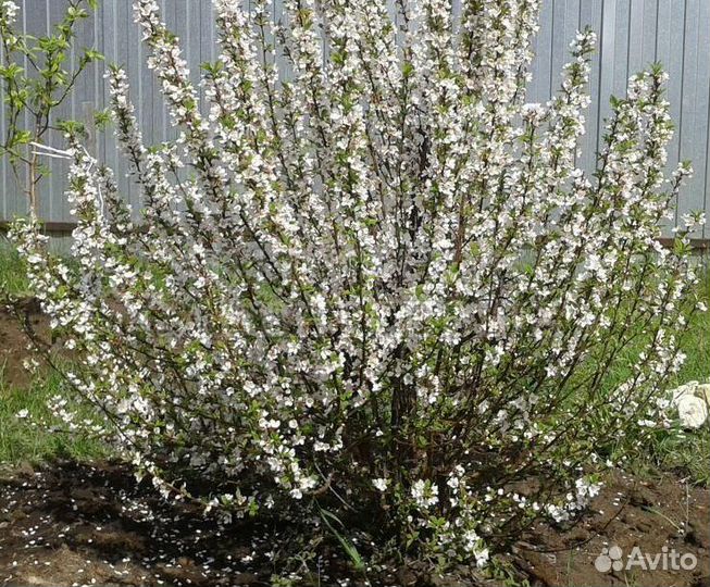 Саженцы войлочной вишни - самая зимостойкая вишня