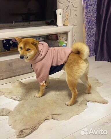 Одежда для собак