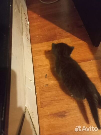 Котятатки