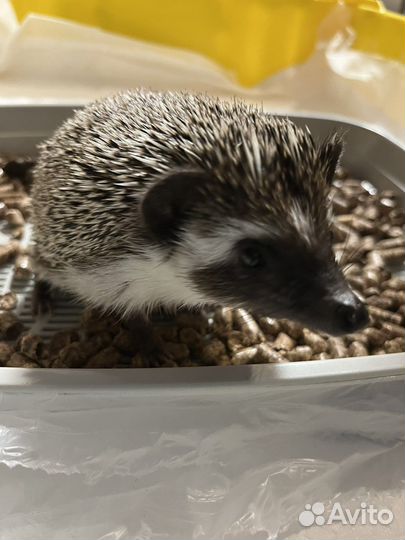 Африканский карликовый еж