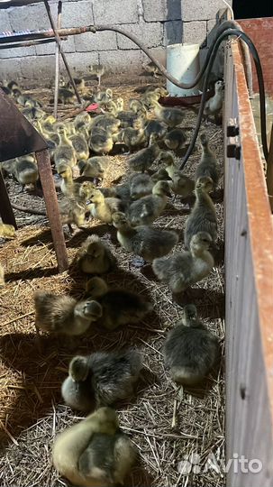 Крупно серая гусята
