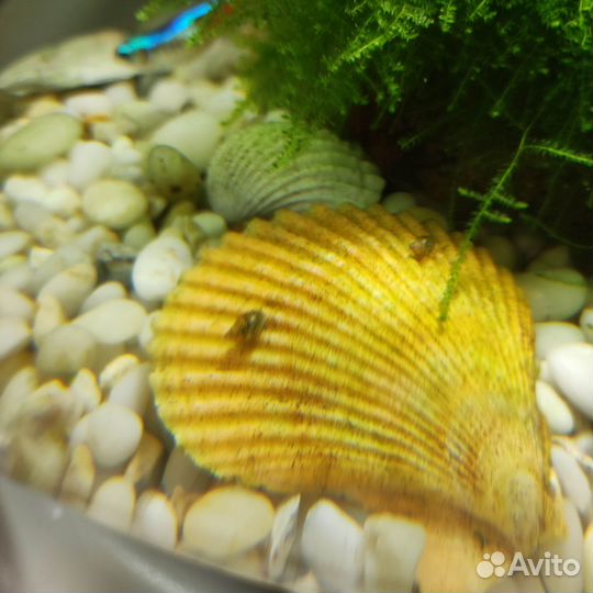 Улитки аквариумные бесплатно
