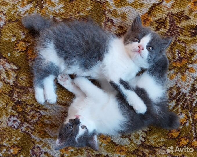 Кошка в дар бесплатно
