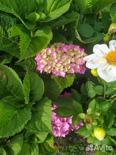 Гортензия крупнолистная