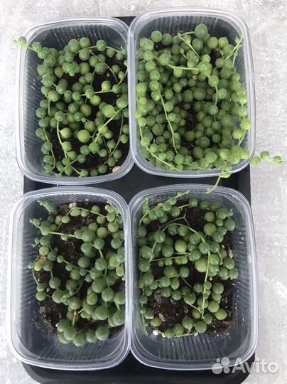 Крестовник роули