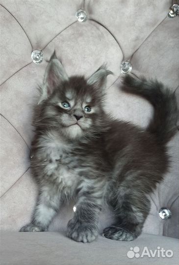 Котик мейн-кун полидакт