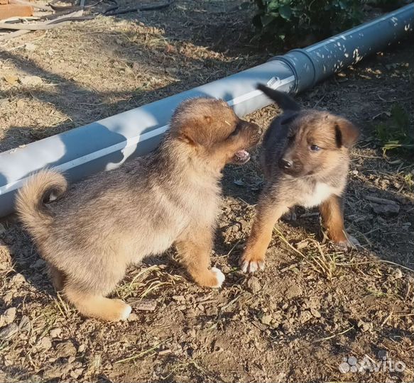 Собака