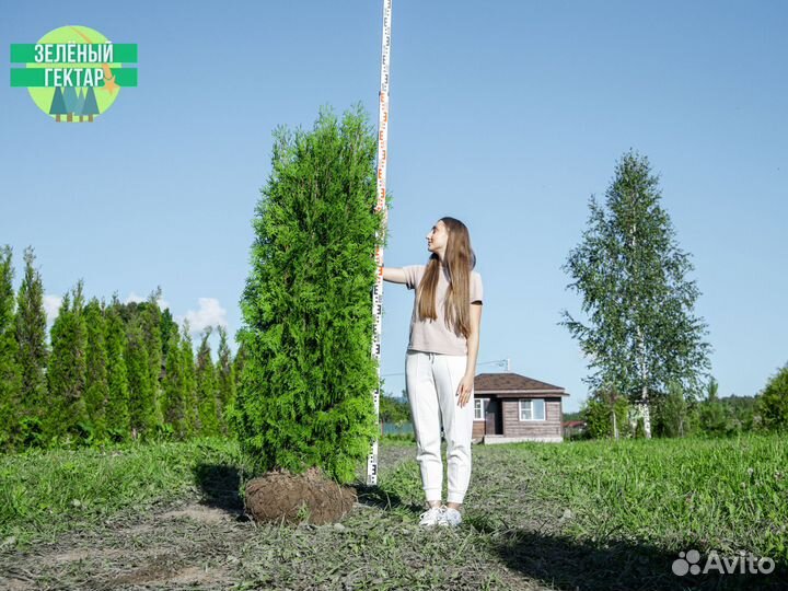 Туи колумна 2 м свежая копка 2023