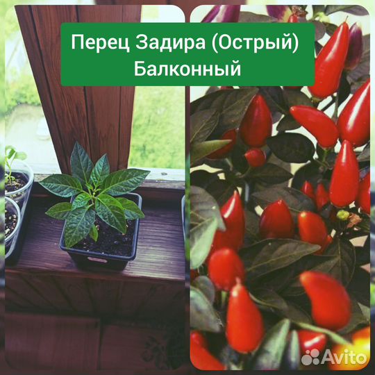 Балконные перцы и томаты рассада