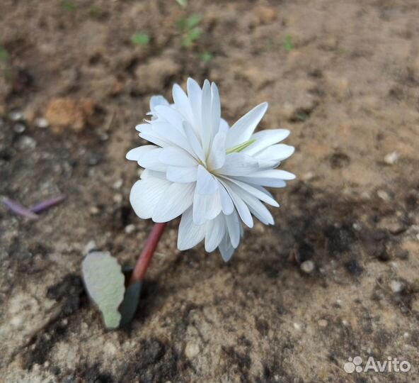 Сангвинария махровая