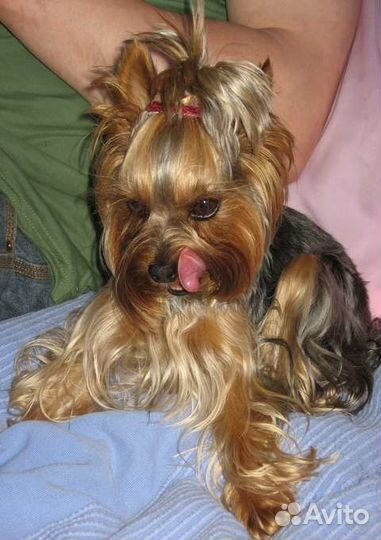 Стрижка Йорков, Биверов, Биро, Шоко