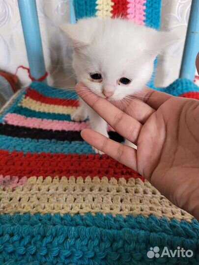 Турецкая ангора