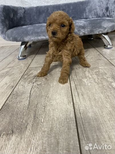 Той-пудель мальчик