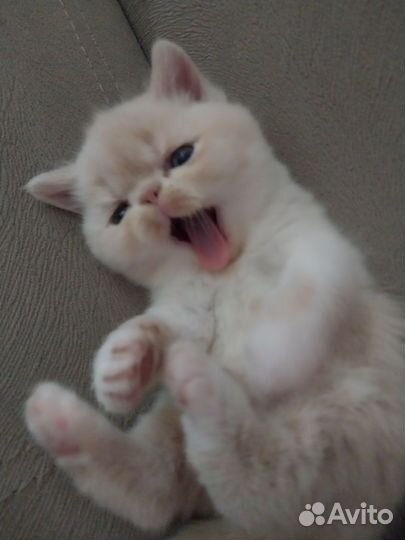 Экзотические котята