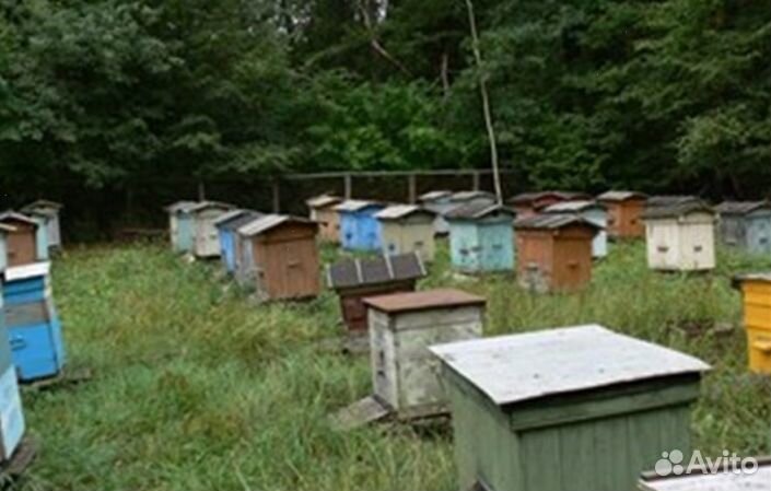 Мед Алтайский опт