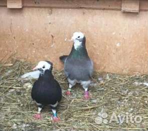Голуби продажа бойные бакинские (акбаши )