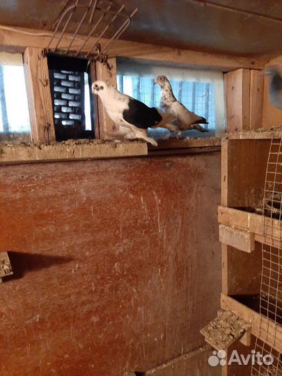Продаются голуби