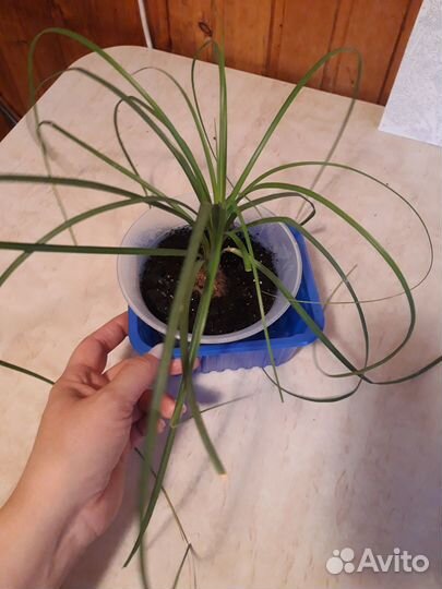 Продам нолину