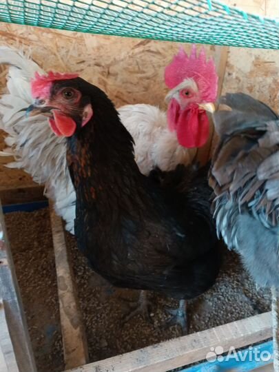 Куры молодки несушки