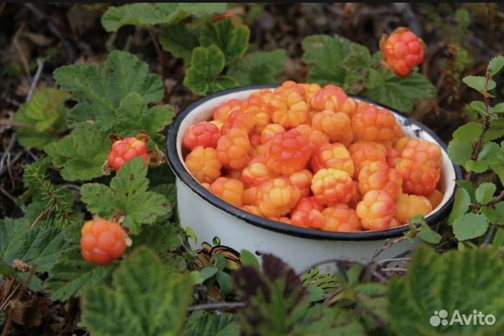 Морошка свежая