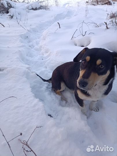 Отдам в добрые руки