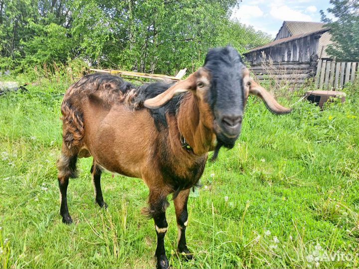 Козел альпийский