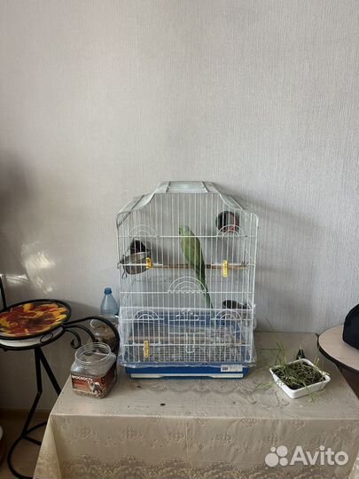 Ожереловый попугай самец