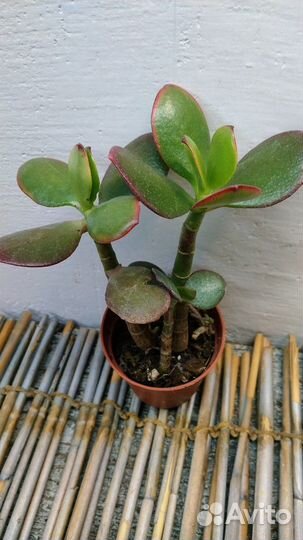 Крассулы оваты NEW 06.10.23