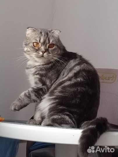 Шотландская вислоухая кошка