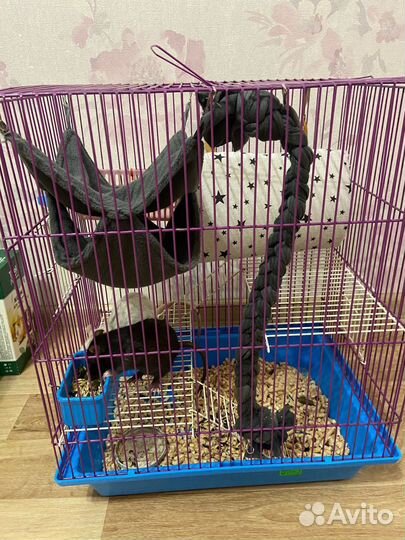 Крысы с клеткой