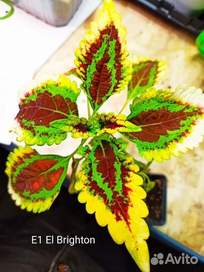 Срезы Колеусов