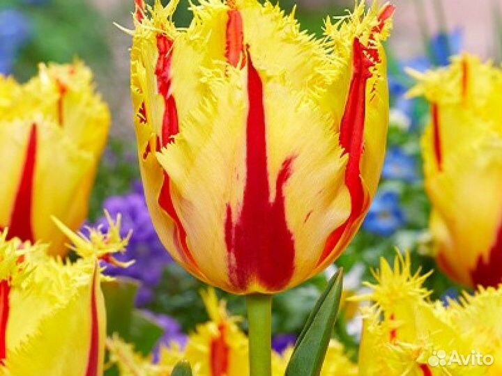 Тюльпан Пати Клоун (луковицы)