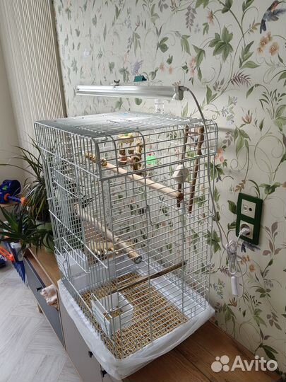 Попугай корелла с клеткой