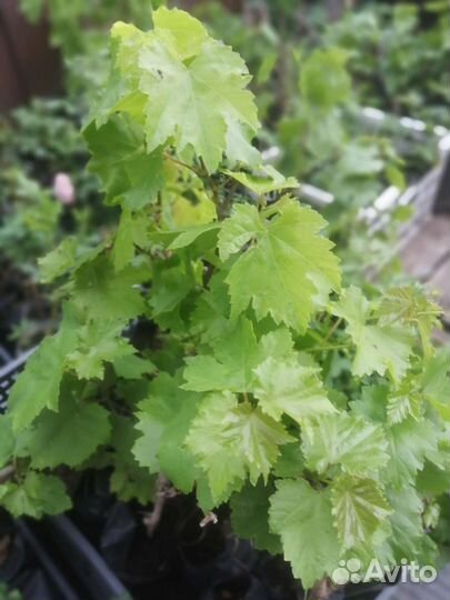 Саженцы винограда