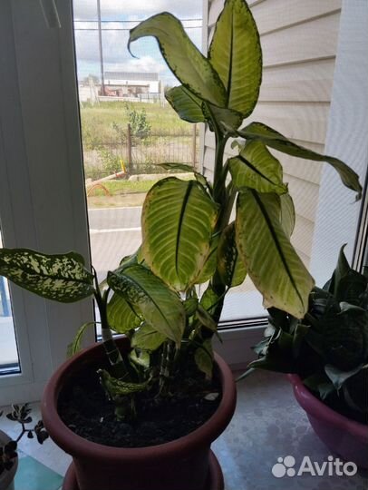 Диффенбахия