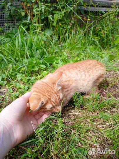 Кошка в дар