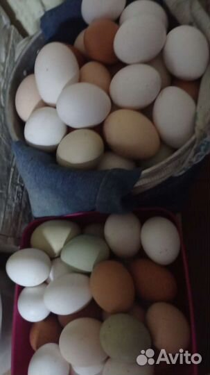 Куры несушки продам