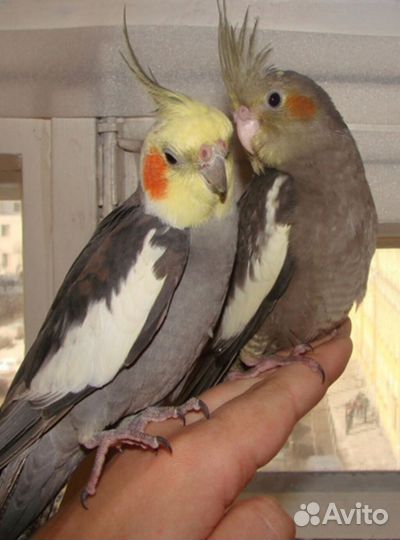 Попугай корелла птенец